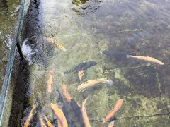-钰田大院·碳烤虹鳟鱼·怀柔地道农家菜(雁栖湖店)