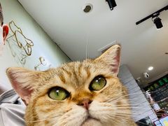 -猫房·猫吧·猫咖(龙湖时代汇店)