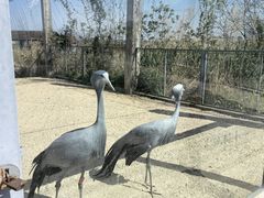 -盐城丹顶鹤湿地生态旅游区