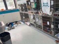 -睿金宠物医院·CT·肿瘤·骨外科