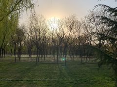 -大兴滨河森林公园