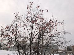 -自如ZSPACE四合院艺术餐厅
