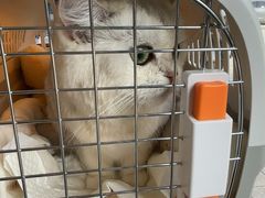 -艾贝尔宠物医院 ·内科全科(梁溪路店)