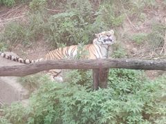 -大连森林动物园