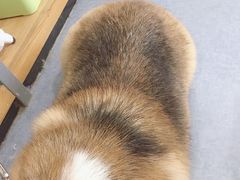 -奈斯宠物医院·核磁CT·异宠专科·内镜(中南店)