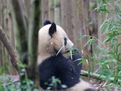 -成都大熊猫繁育研究基地