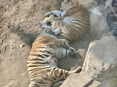 -大连森林动物园