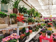 -金陵花卉交易市场