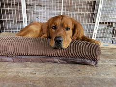 -乐派堂宠物医院·猫友好· 心脏科(东街店)