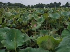 -武汉紫薇都市田园