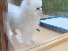 -帕帕拉兹宠物(亚洲旗舰店)