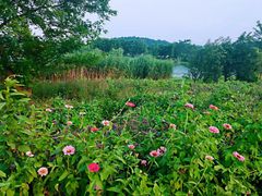 -大塘金香草谷
