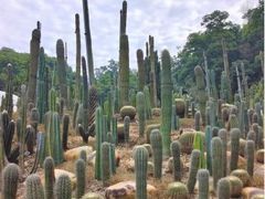 -深圳仙湖植物园