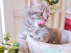 -十年猫舍·猫咪专门店(普陀店)