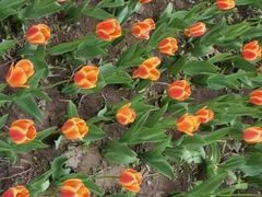 -长春公园(普阳街道)