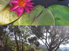 -云溪植物园