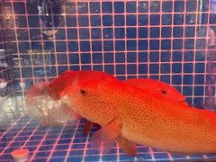 -连鹭海鲜·海肠捞饭·海胆饭(星海店)