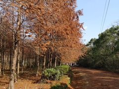 -上海海湾国家森林公园