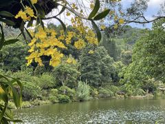 -深圳仙湖植物园