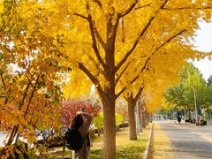 -三里屯东五街银杏大道