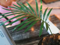 -THE WOODS 简餐 (国贸商城店)