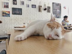 -平行世界·猫咖(首经贸店)
