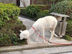 -舟山朱家尖绿城威斯汀度假酒店