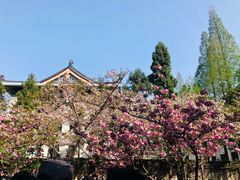 -鸡鸣赐茶(鸡鸣寺路店)