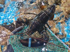 -巧克力渔家.小船海鲜胶东菜(万平口店)