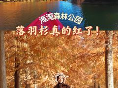 -上海海湾国家森林公园