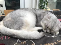 -猫小院猫主题咖啡厅(北锣店)