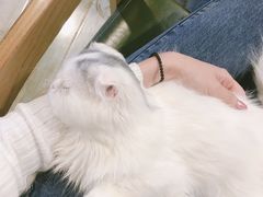 -猫咪咖啡·猫咖(万达广场店)