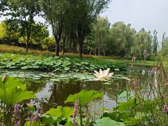 -东郊湿地公园