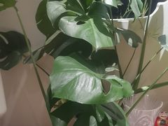 -花鸟鱼虫鲜花绿植市场(玉泉路店)