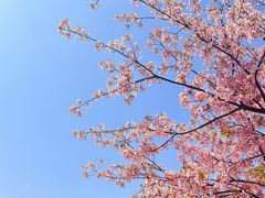 -新江湾城公园