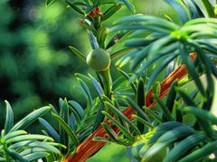 -茉里乐章(花园店)