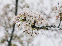 -贡湖湾湿地公园