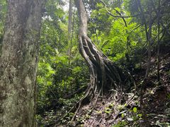 -西双版纳原始森林公园