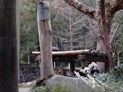 -都江堰中华大熊猫苑