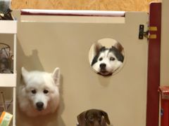 -和它·交个朋友·狗咖猫咖(爱琴海店)
