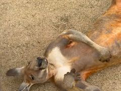 -新疆天山野生动物园