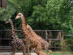 -爱宠有家宠物医院(彩虹桥总店)