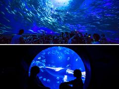 -烟台海昌鲸鲨海洋公园