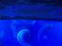 -海合安成都极地海洋公园