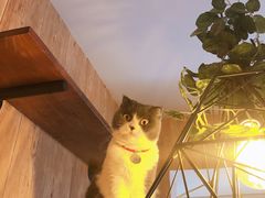 -名猫咖啡馆·撸猫·拼豆