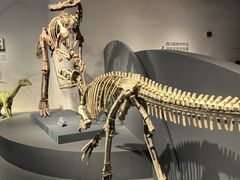 -自贡恐龙博物馆