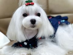 -鑫艺宠物美容培训学校