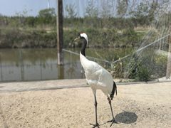 -盐城丹顶鹤湿地生态旅游区