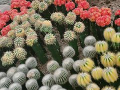 -南山植物园