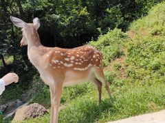 -大连森林动物园